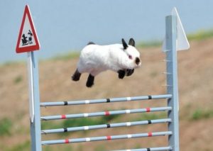 real bunny hop